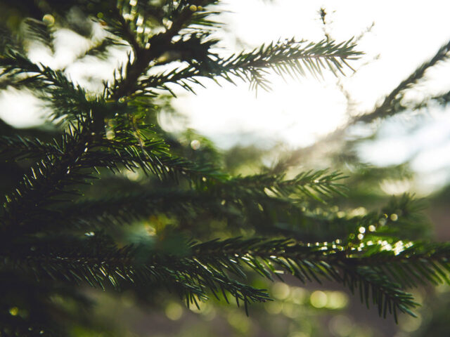 Heaolu loodusest – Puhdas+